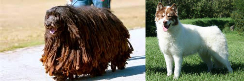 Canadian Eskimo Dog vs Bergamasco - Breed Comparison