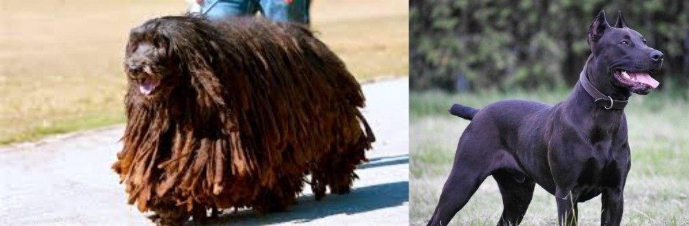 Canis Panther vs Bergamasco - Breed Comparison