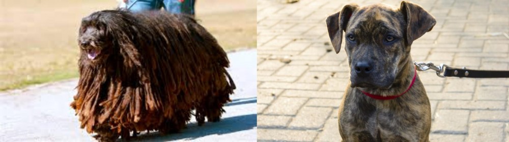 Catahoula Bulldog vs Bergamasco - Breed Comparison