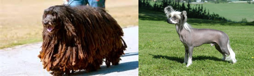 Chinese Crested Dog vs Bergamasco - Breed Comparison