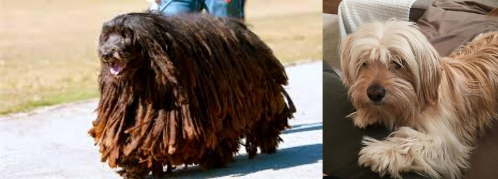 Cyprus Poodle vs Bergamasco - Breed Comparison