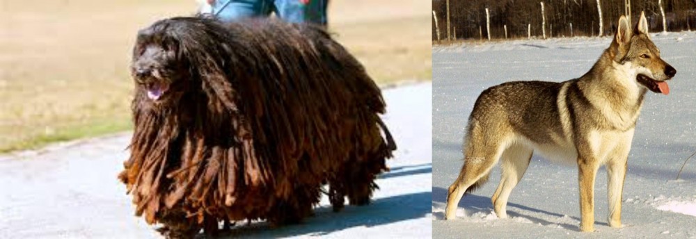 Czechoslovakian Wolfdog vs Bergamasco - Breed Comparison