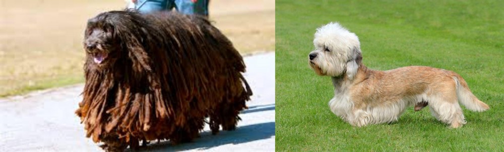Dandie Dinmont Terrier vs Bergamasco - Breed Comparison