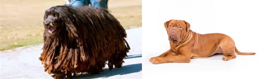 Dogue De Bordeaux vs Bergamasco - Breed Comparison