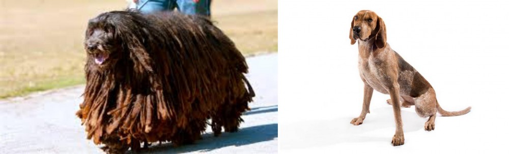 English Coonhound vs Bergamasco - Breed Comparison