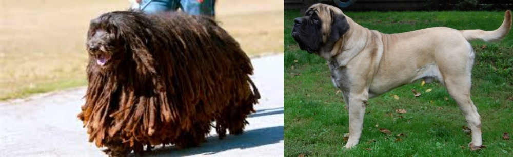 English Mastiff vs Bergamasco - Breed Comparison
