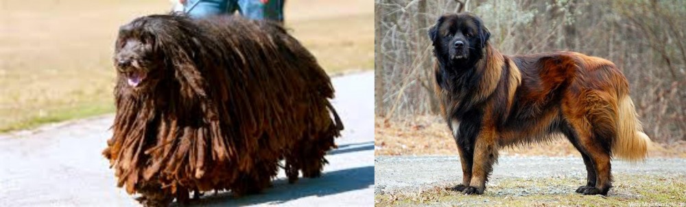 Estrela Mountain Dog vs Bergamasco - Breed Comparison