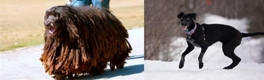 Eurohound vs Bergamasco - Breed Comparison