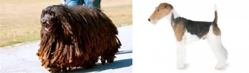Fox Terrier vs Bergamasco - Breed Comparison