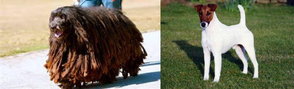Fox Terrier (Smooth) vs Bergamasco - Breed Comparison
