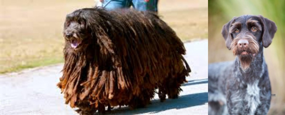 German Wirehaired Pointer vs Bergamasco - Breed Comparison