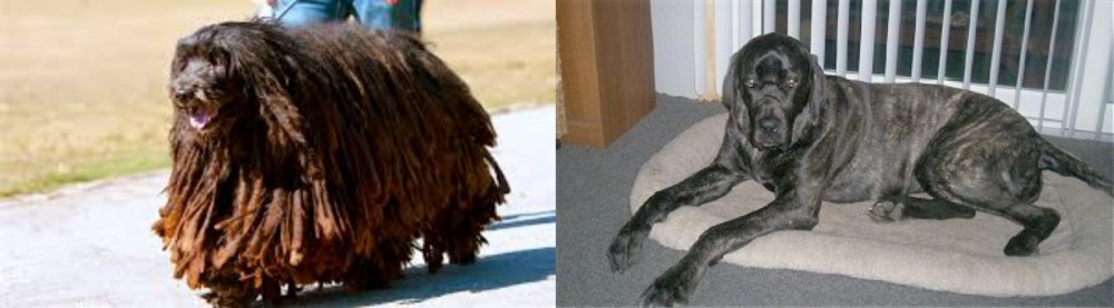 Giant Maso Mastiff vs Bergamasco - Breed Comparison