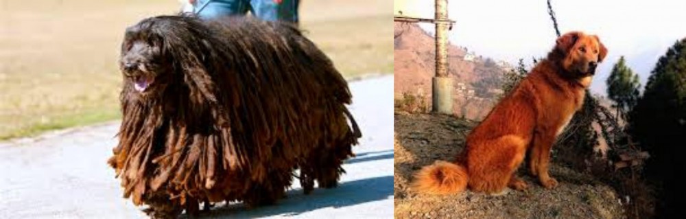 Himalayan Sheepdog vs Bergamasco - Breed Comparison
