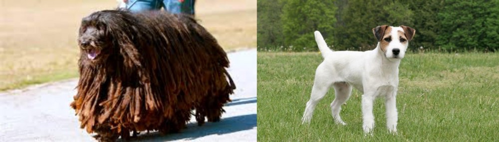 Jack Russell Terrier vs Bergamasco - Breed Comparison