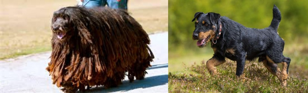 Jagdterrier vs Bergamasco - Breed Comparison