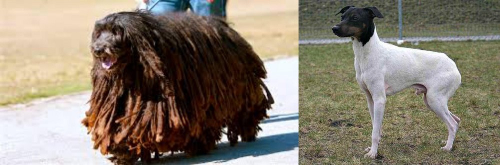 Japanese Terrier vs Bergamasco - Breed Comparison