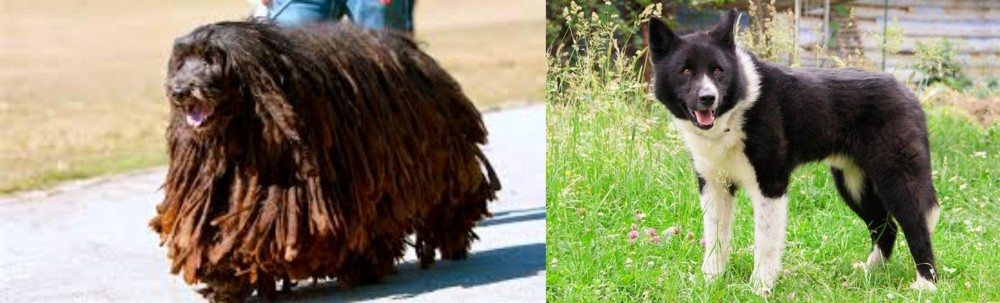 Karelian Bear Dog vs Bergamasco - Breed Comparison