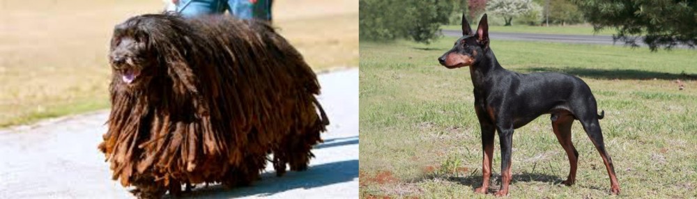 Manchester Terrier vs Bergamasco - Breed Comparison