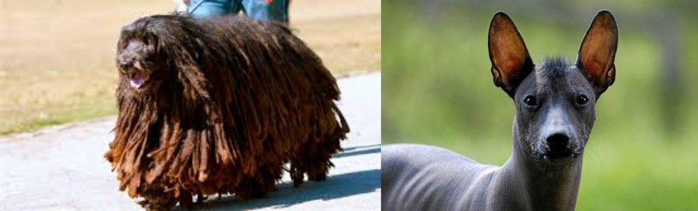 Mexican Hairless vs Bergamasco - Breed Comparison