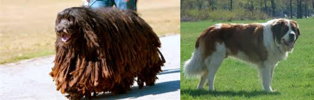 Moscow Watchdog vs Bergamasco - Breed Comparison