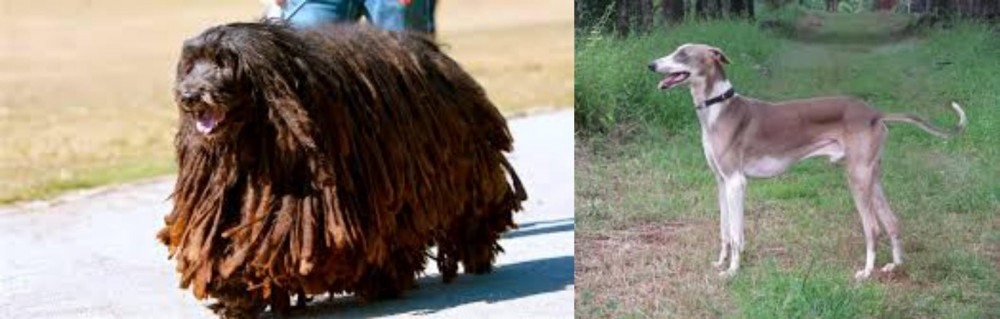 Mudhol Hound vs Bergamasco - Breed Comparison