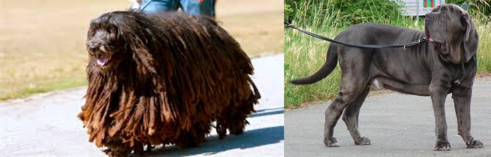 Neapolitan Mastiff vs Bergamasco - Breed Comparison