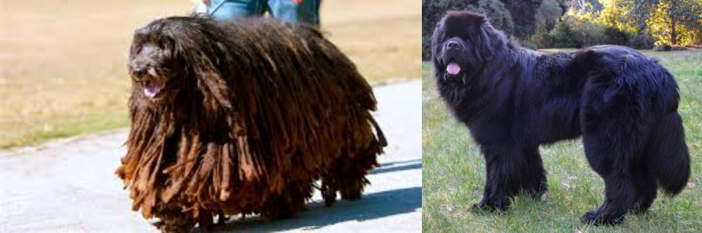 Newfoundland Dog vs Bergamasco - Breed Comparison