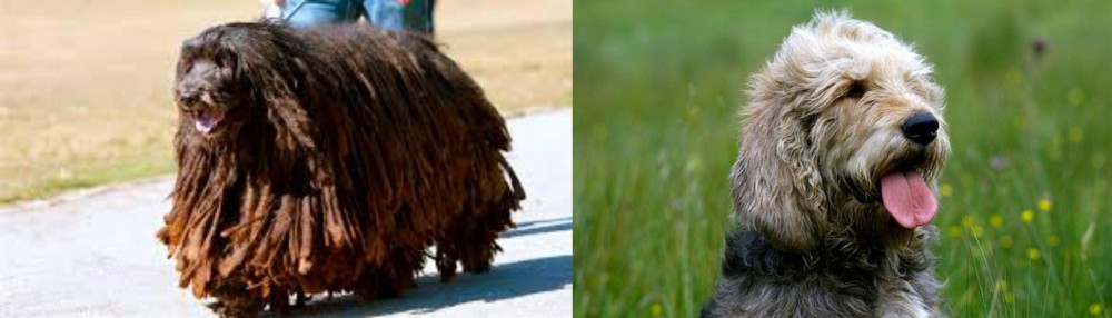 Otterhound vs Bergamasco - Breed Comparison