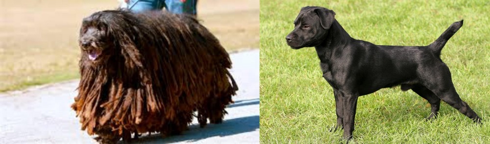 Patterdale Terrier vs Bergamasco - Breed Comparison
