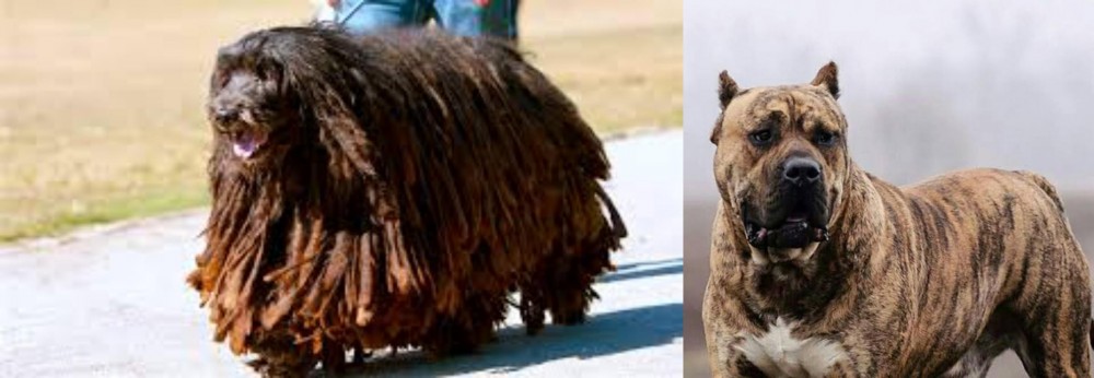 Perro de Presa Canario vs Bergamasco - Breed Comparison