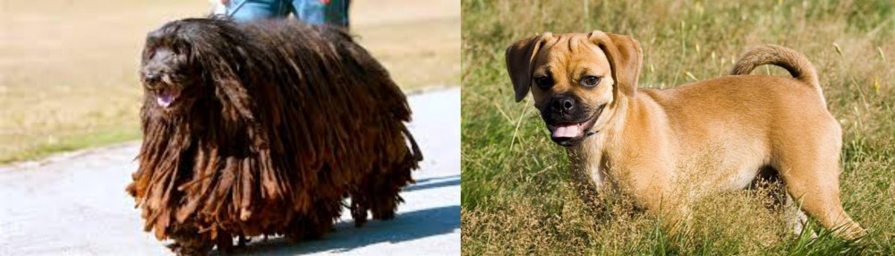 Puggle vs Bergamasco - Breed Comparison