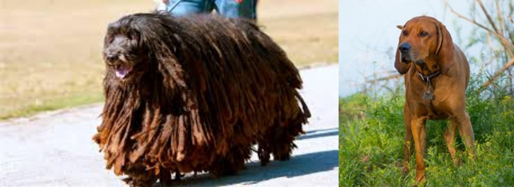 Redbone Coonhound vs Bergamasco - Breed Comparison