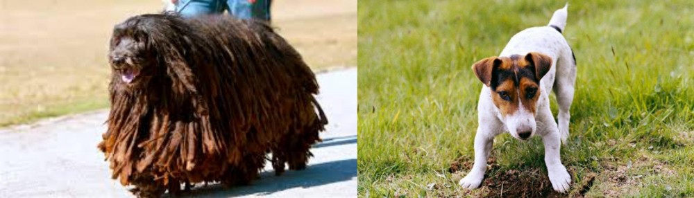 Russell Terrier vs Bergamasco - Breed Comparison
