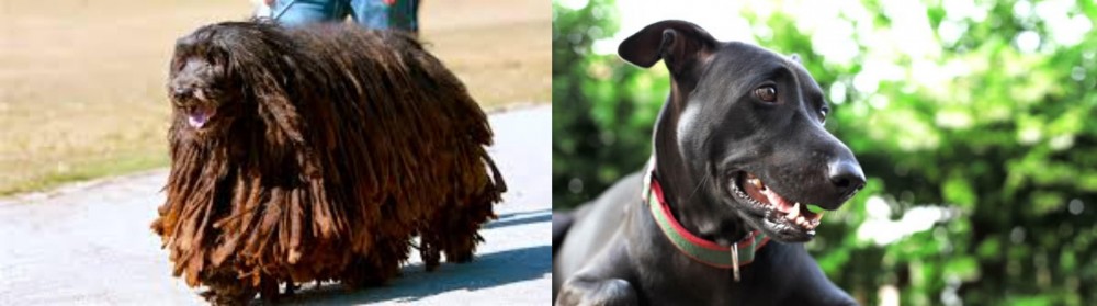 Shepard Labrador vs Bergamasco - Breed Comparison