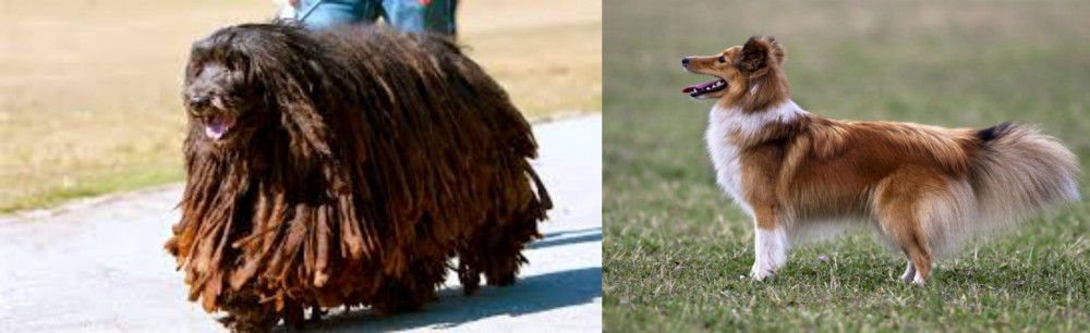 Shetland Sheepdog vs Bergamasco - Breed Comparison