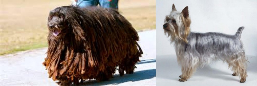 Silky Terrier vs Bergamasco - Breed Comparison
