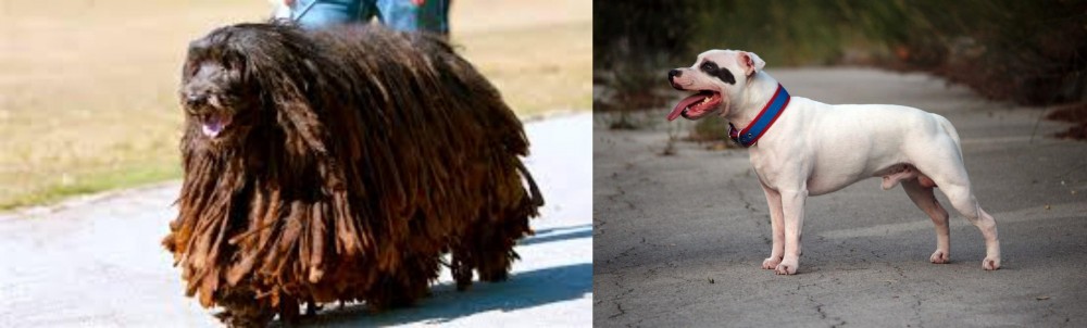 Staffordshire Bull Terrier vs Bergamasco - Breed Comparison