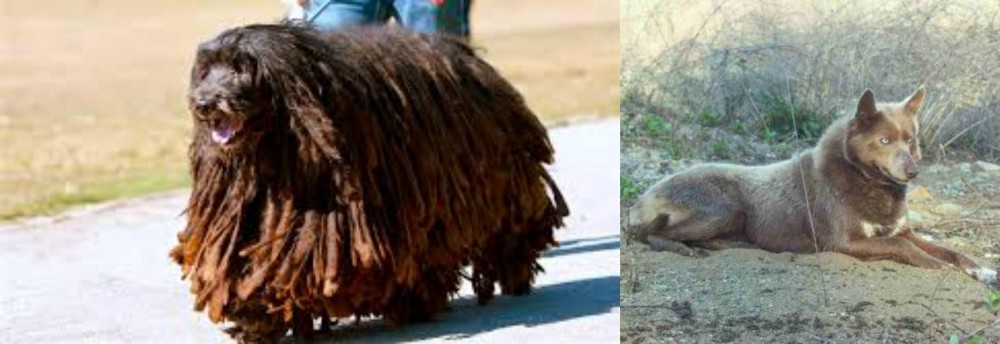 Tahltan Bear Dog vs Bergamasco - Breed Comparison