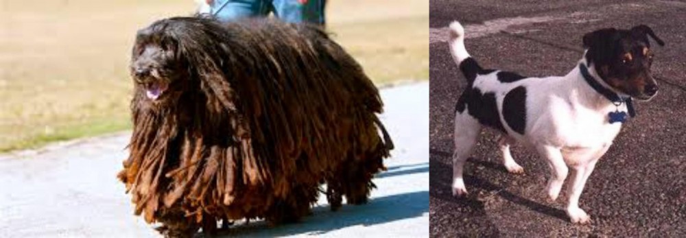Teddy Roosevelt Terrier vs Bergamasco - Breed Comparison