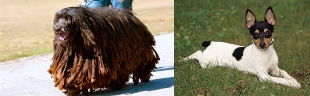 Toy Fox Terrier vs Bergamasco - Breed Comparison