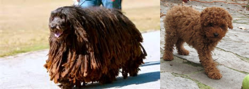 Toy Poodle vs Bergamasco - Breed Comparison