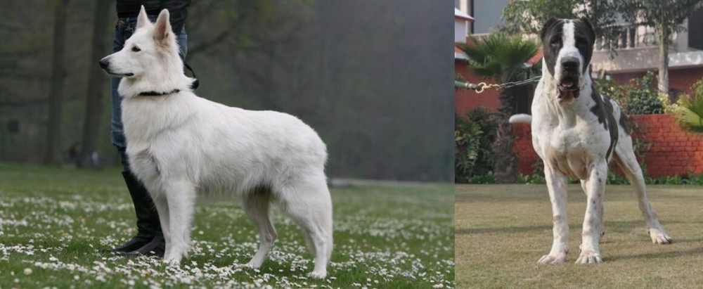 Alangu Mastiff vs Berger Blanc Suisse - Breed Comparison