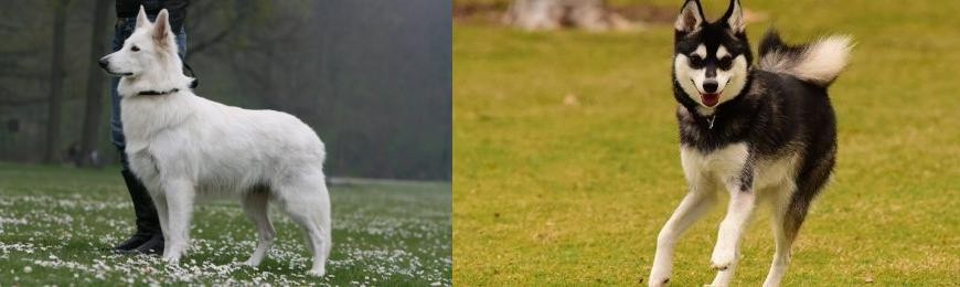 Alaskan Klee Kai vs Berger Blanc Suisse - Breed Comparison