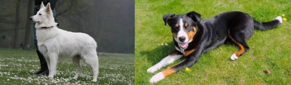 Appenzell Mountain Dog vs Berger Blanc Suisse - Breed Comparison