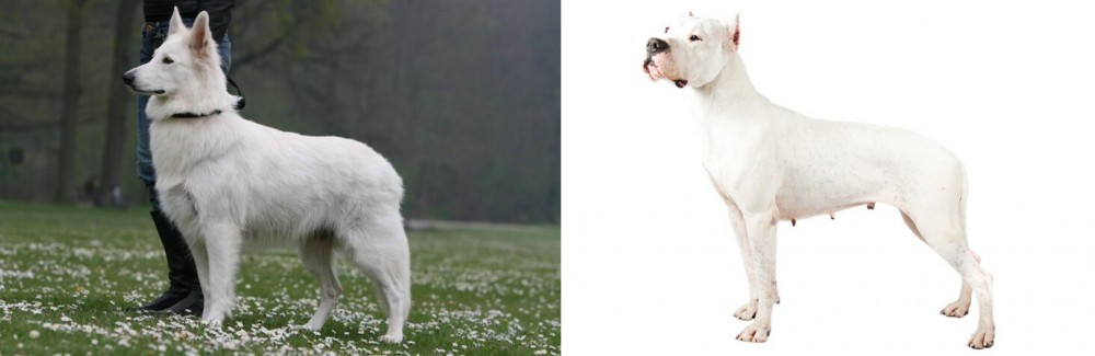 Argentine Dogo vs Berger Blanc Suisse - Breed Comparison