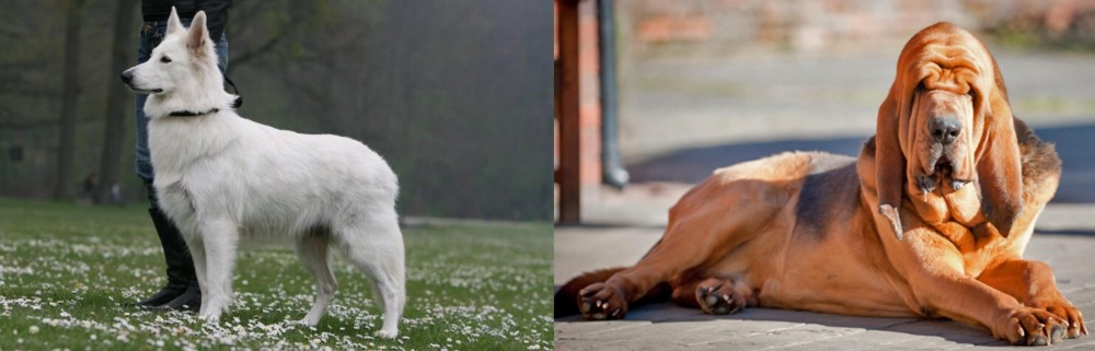Bloodhound vs Berger Blanc Suisse - Breed Comparison