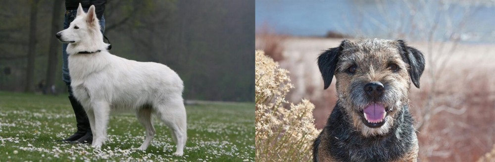 Border Terrier vs Berger Blanc Suisse - Breed Comparison