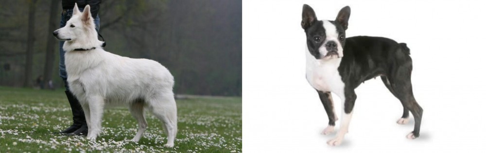 Boston Terrier vs Berger Blanc Suisse - Breed Comparison