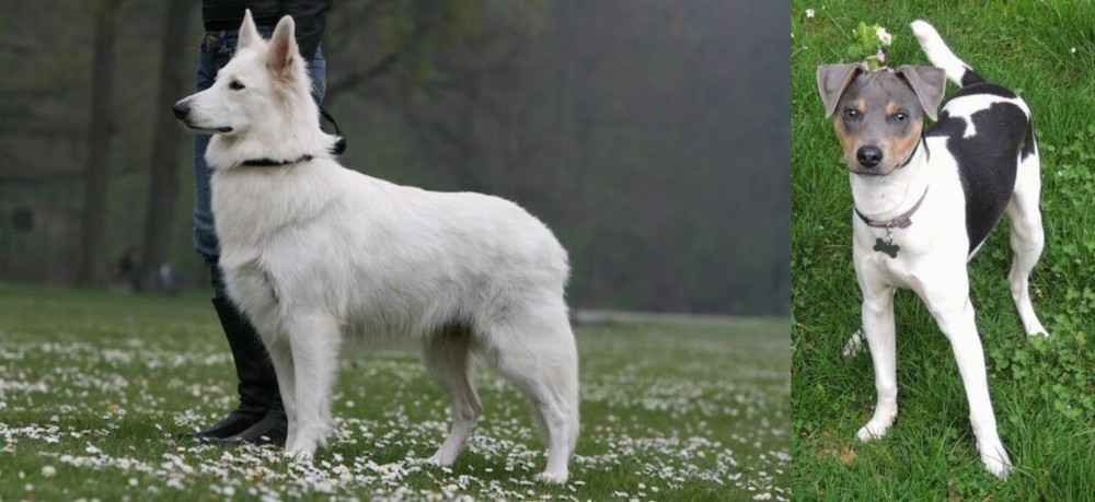Brazilian Terrier vs Berger Blanc Suisse - Breed Comparison