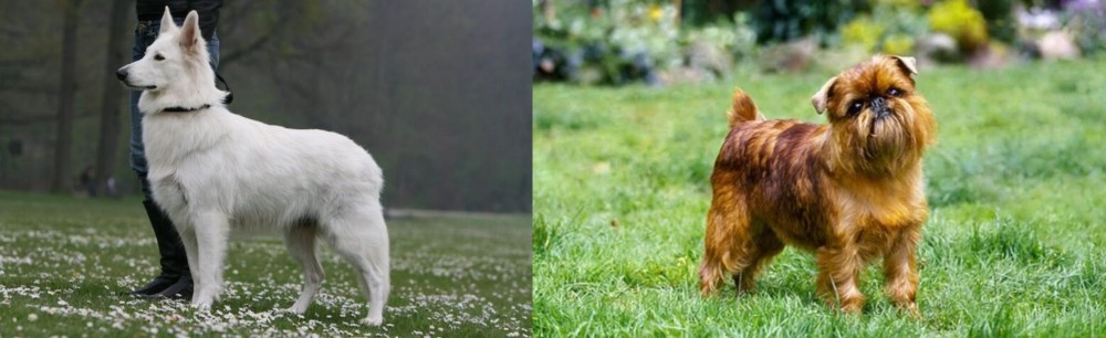 Brussels Griffon vs Berger Blanc Suisse - Breed Comparison